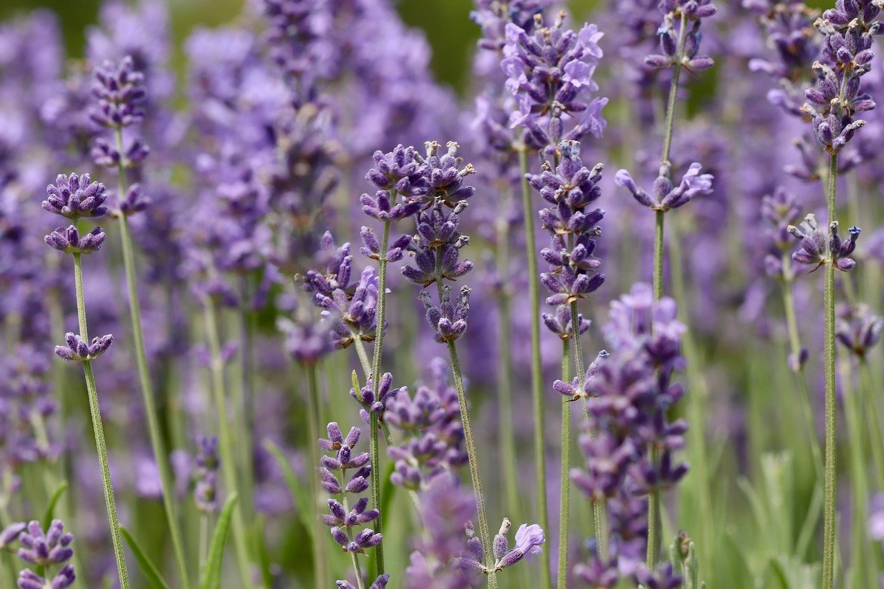 How to Grow Lavender from Cuttings